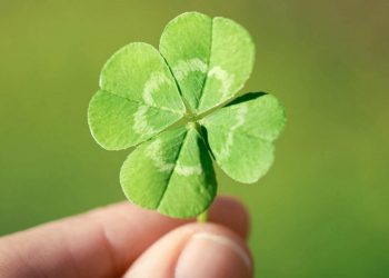 Cỏ bốn lá thường nằm trong bụi cỏ ba lá