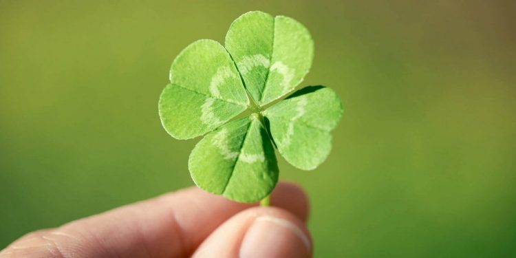 Cỏ bốn lá thường nằm trong bụi cỏ ba lá