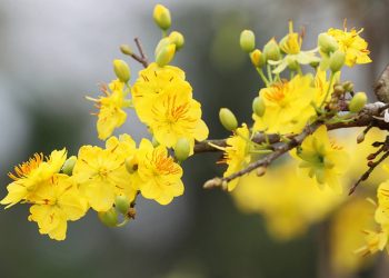 Hoa mai vàng khoe sắc báo hiệu mùa xuân đến