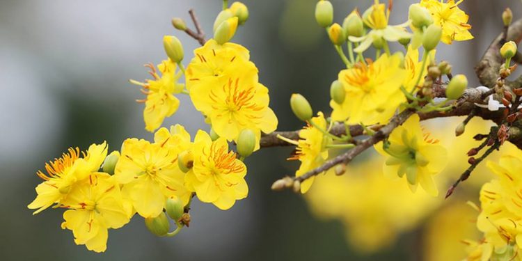 Hoa mai vàng khoe sắc báo hiệu mùa xuân đến