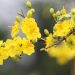 Hoa mai vàng khoe sắc báo hiệu mùa xuân đến
