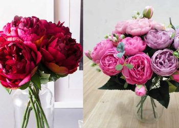 Hoa mẫu đơn được mệnh danh là "vua của các loại hoa"