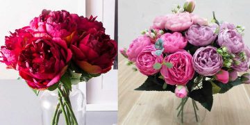 Hoa mẫu đơn được mệnh danh là "vua của các loại hoa"